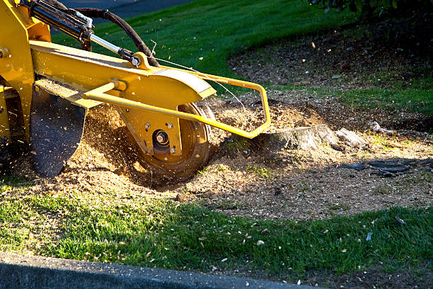 How Our Tree Care Process Works  in  Morgantown, IN